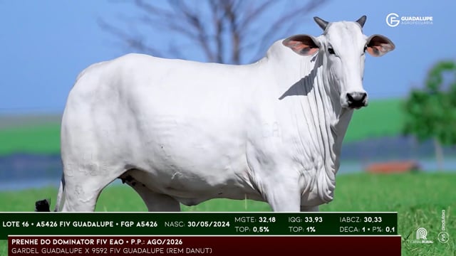 Lote 16