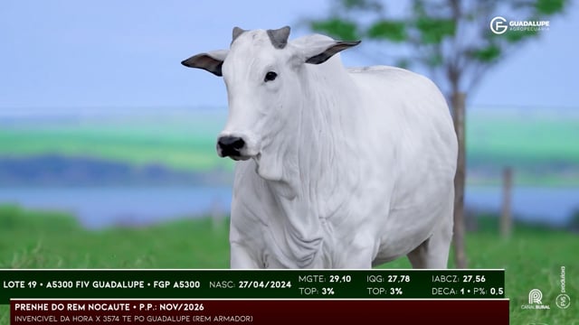 Lote 19