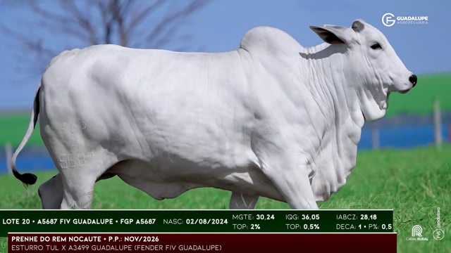 Lote 20
