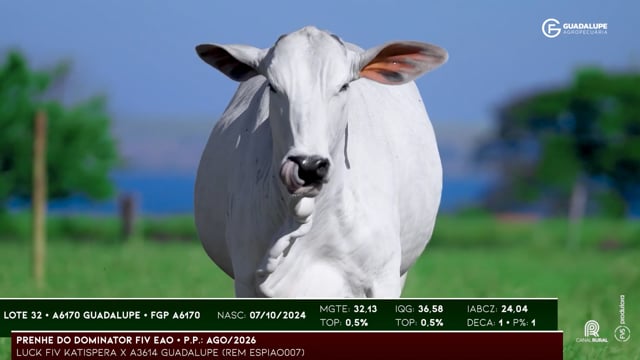 Lote 32