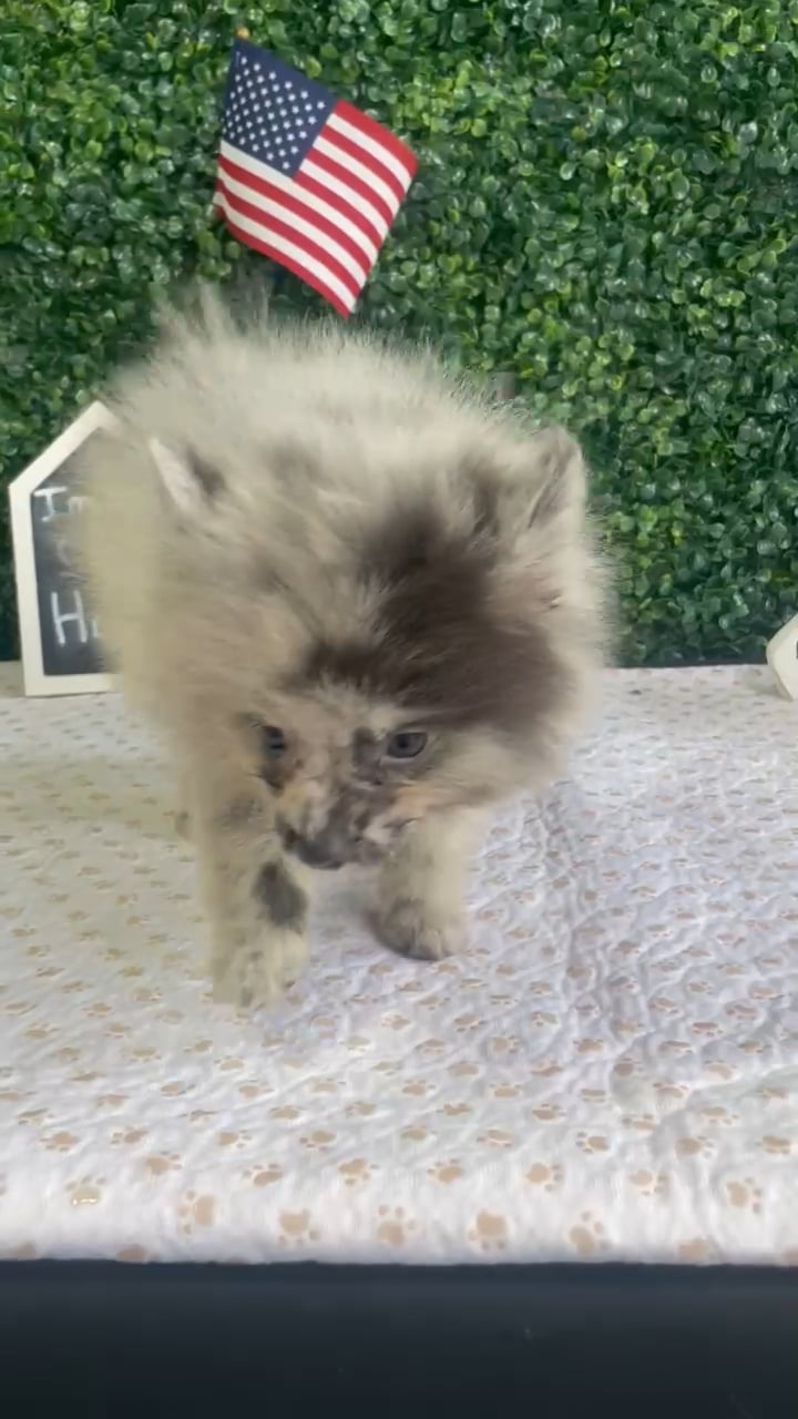 Male Pomeranian puppy named Floyd for sale at Puppy Dreams - West Little Rock. video thumbnail