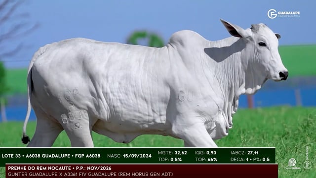 Lote 33