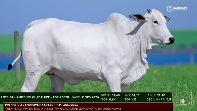 Lote 34