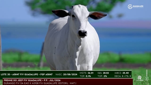 Lote 35
