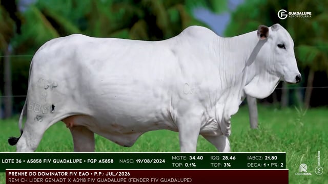 Lote 36