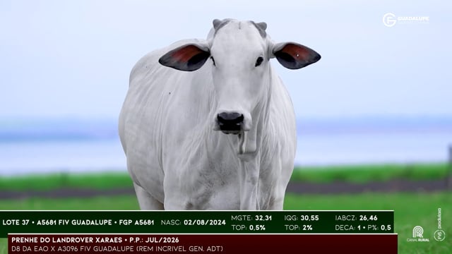 Lote 37