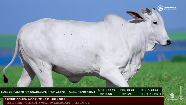 Lote 38