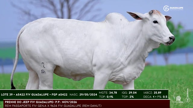 Lote 39