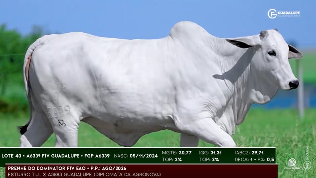 Lote 40