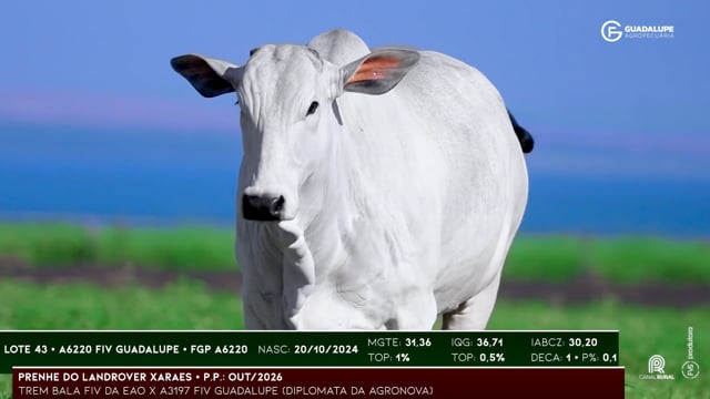 Lote 43