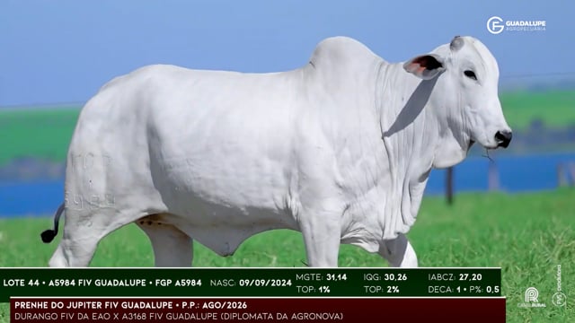 Lote 44