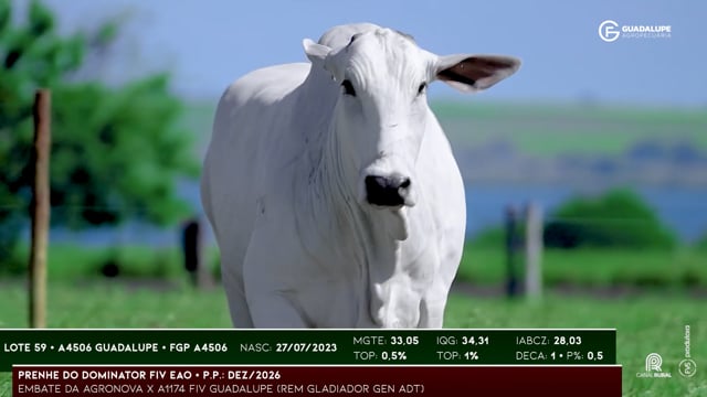 Lote 59