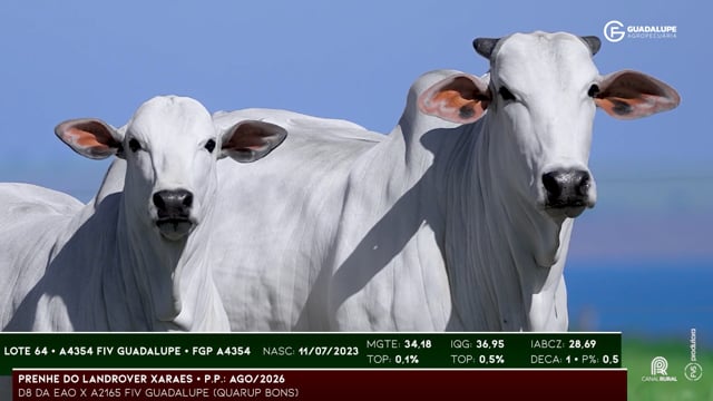 Lote 64