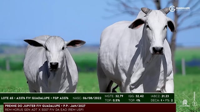 Lote 65