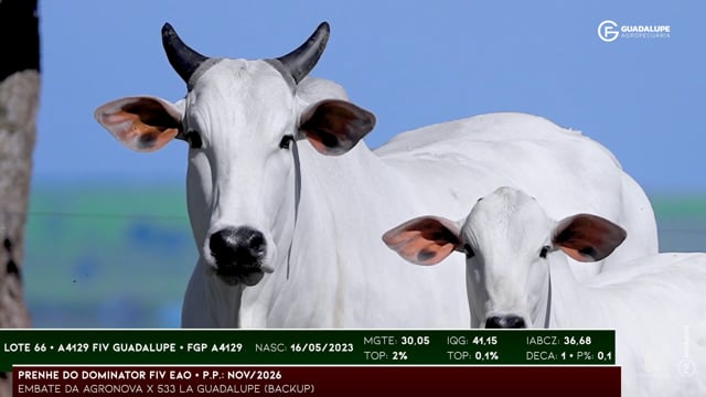 Lote 66