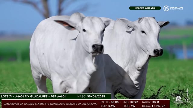 Lote 71