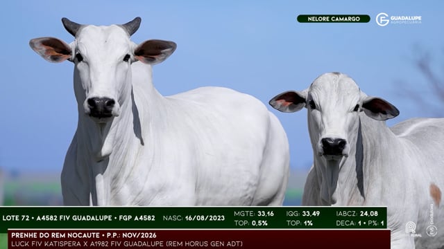 Lote 72