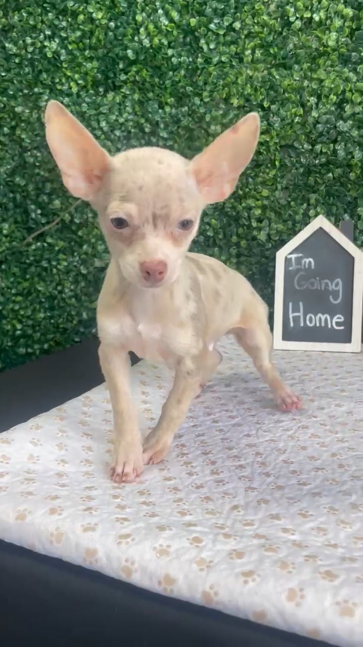 Male Chihuahua puppy named Tiny for sale at Puppy Dreams - West Little Rock. video thumbnail