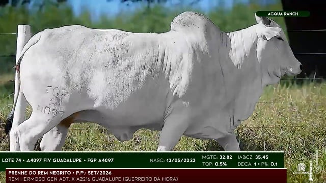 Lote 74