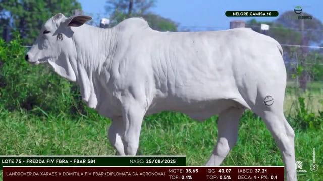 Lote 75