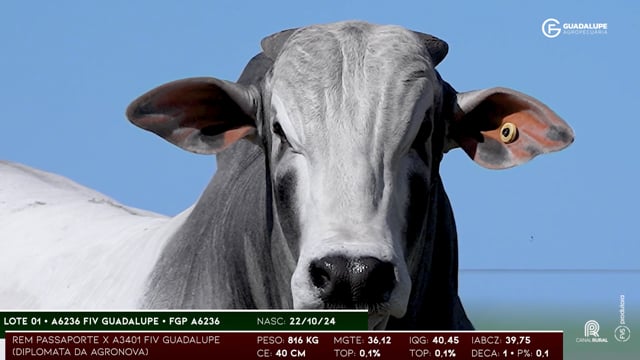 Lote 01