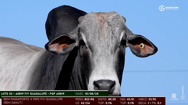 Lote 03