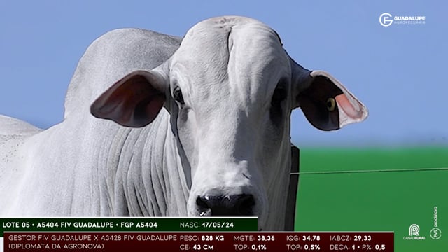 Lote 05