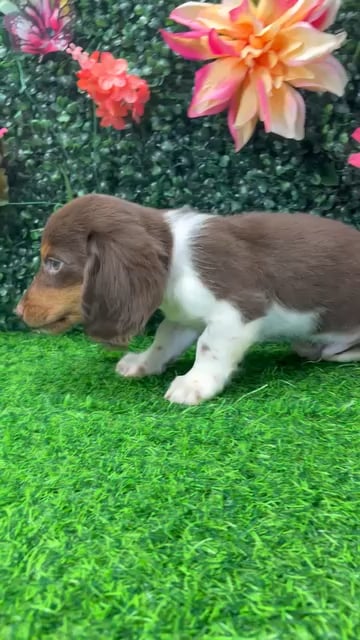 Male Dachshund puppy named Skeeter for sale at Puppy Dreams - Junction City. video thumbnail