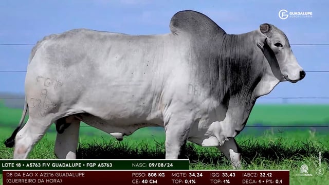 Lote 18