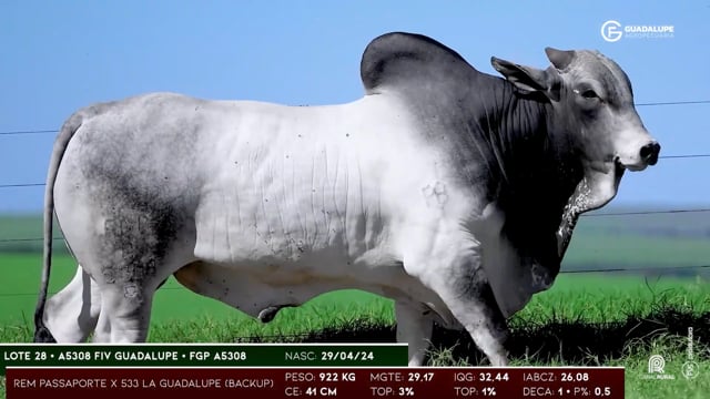 Lote 28