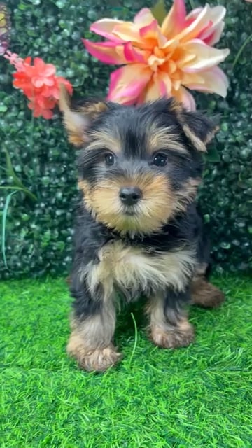 Male Yorkie puppy named Runtz for sale at Puppy Dreams - Wichita West. video thumbnail