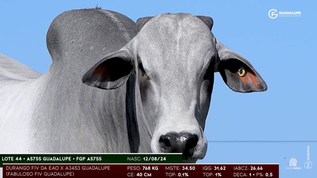 Lote 44