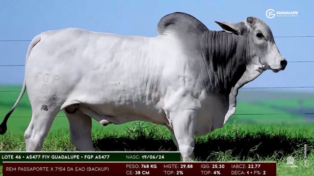 Lote 46