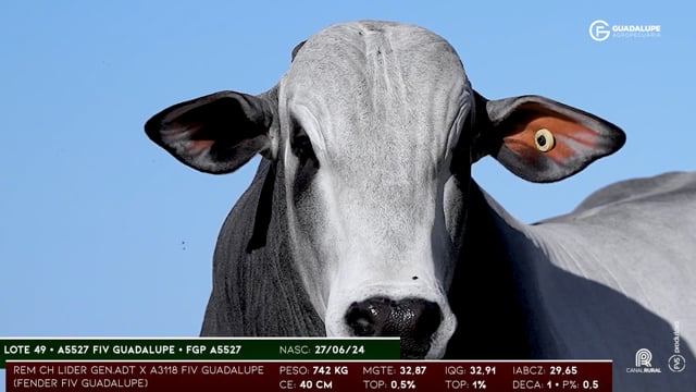 Lote 49