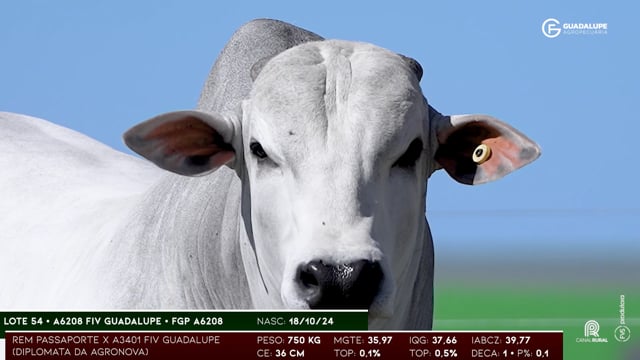 Lote 54
