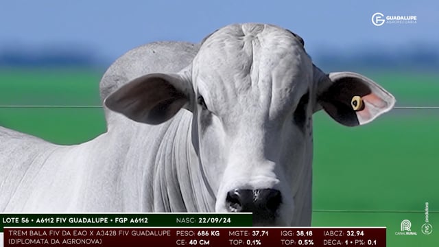 Lote 56