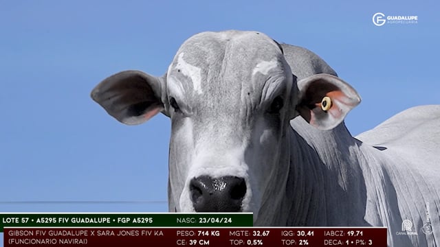 Lote 57