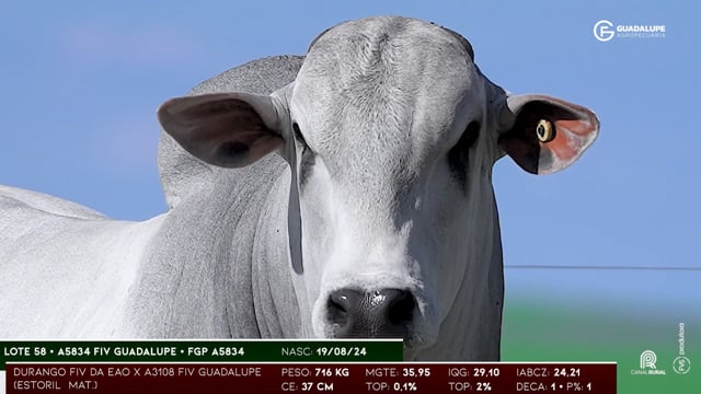 Lote 58