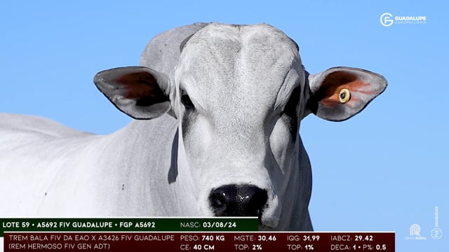 Lote 59