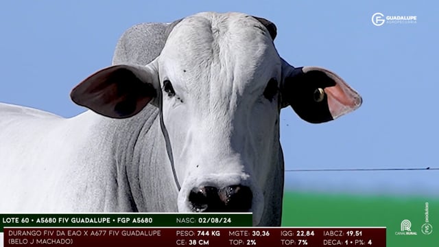 Lote 60