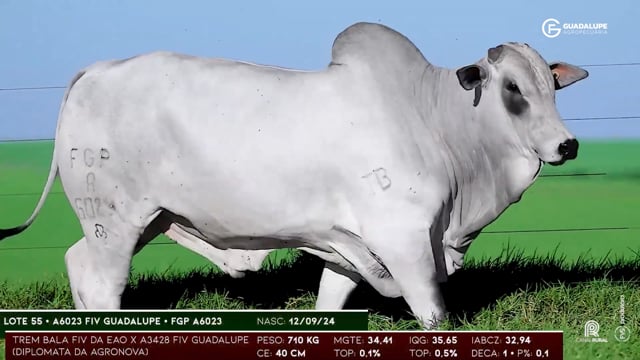 Lote 55