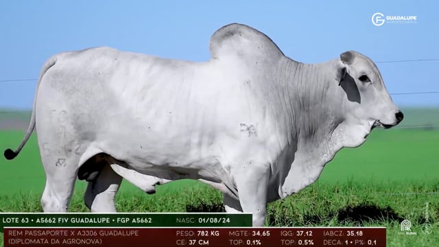 Lote 63