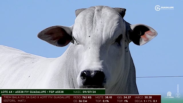 Lote 64