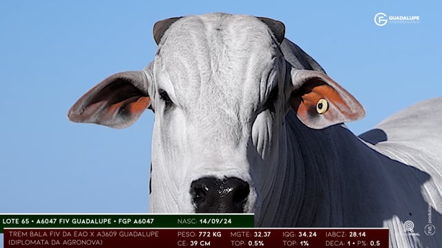 Lote 65