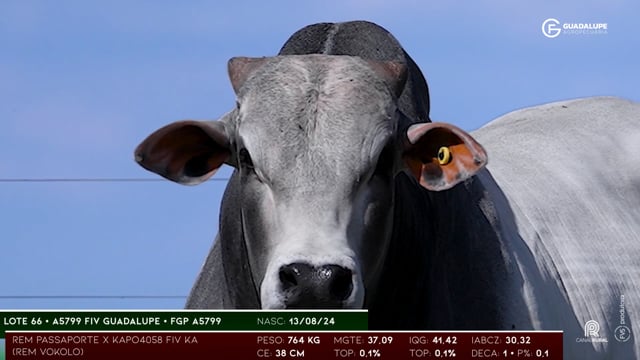 Lote 66