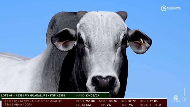 Lote 68