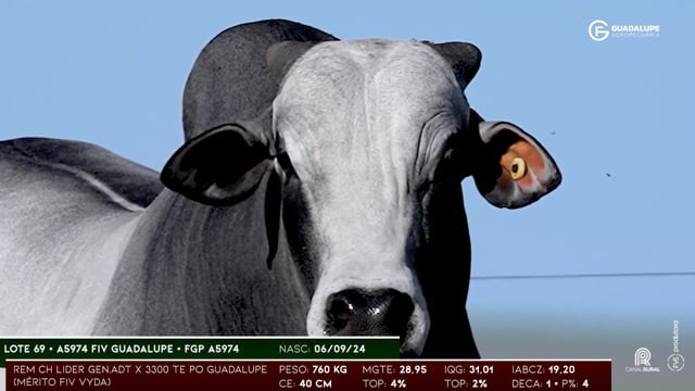Lote 69