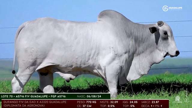 Lote 70