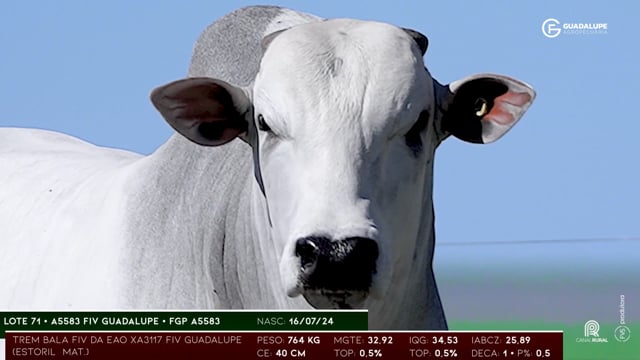 Lote 71