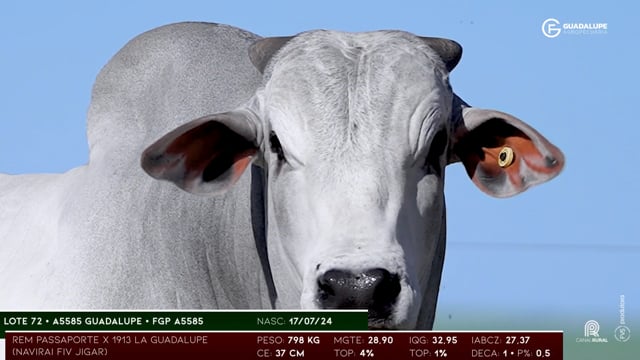 Lote 72